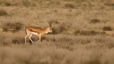 باقیمانده آهوان منطقه حفاظت شده «سرخآباد» سرشماری میشوند
