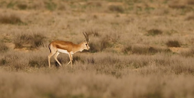 باقیمانده آهوان منطقه حفاظت شده «سرخآباد» سرشماری میشوند