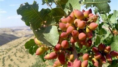 برداشت ۴۰۰تن پسته از باغات پسته بادرود/گرمای بیسابقه ۵۰ میلیارد خسارت وارد کرد