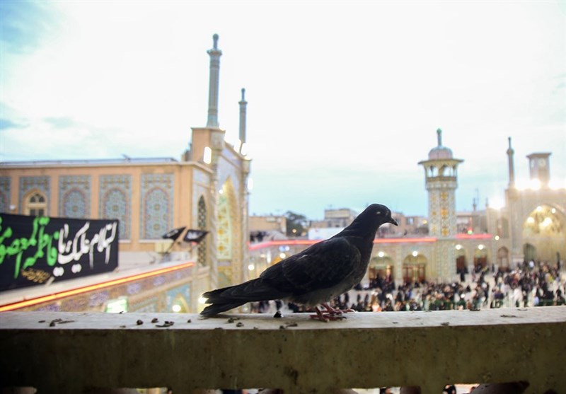 برگزاری آیین تعویض پرچم گنبد حرم حضرت معصومه (س) + فیلم