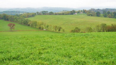 بیش از ۵.۲ میلیون هکتار اراضی دیم زیر کشت میرود