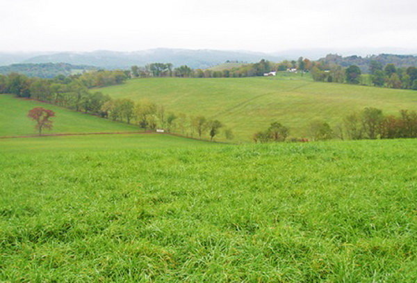 بیش از ۵.۲ میلیون هکتار اراضی دیم زیر کشت میرود