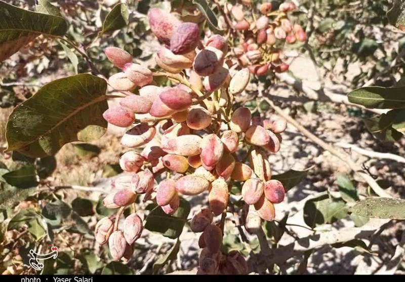 تأمین امنیت باغات پسته مهولات با ۱۰ گشت شبانه پلیس