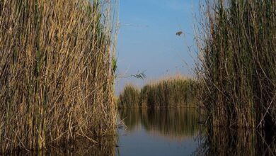 تامین ۶۷ درصد حقابه تالاب بینالمللی هورالعظیم