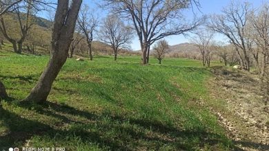 تخریب کوه و زمینخواری در منطقه حفاظتشده دنا به بهانه باغداری + عکس