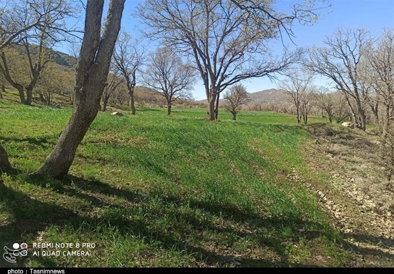 تخریب کوه و زمینخواری در منطقه حفاظتشده دنا به بهانه باغداری + عکس
