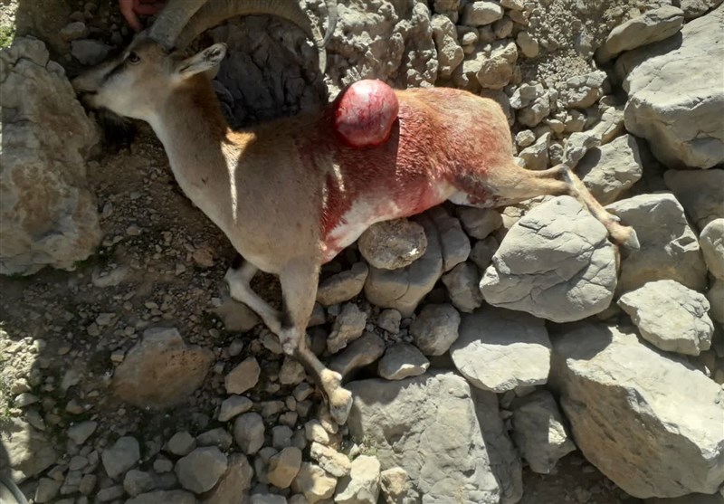 پایش و نظارت در محیط زیست ,