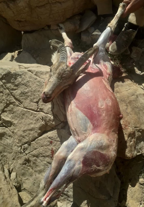 پایش و نظارت در محیط زیست ,