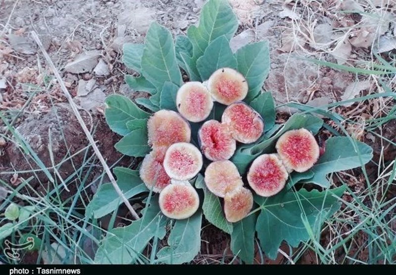 تقویت صنایع تبدیلی و بستهبندی در انجیرستانهای پلدختر