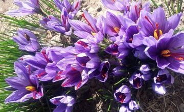 تلاش برای ترویج مهاجرت معکوس در کرمانشاه/۵٠٠ نفر از تولیدکنندگان برتر روستایی تجلیل میشوند