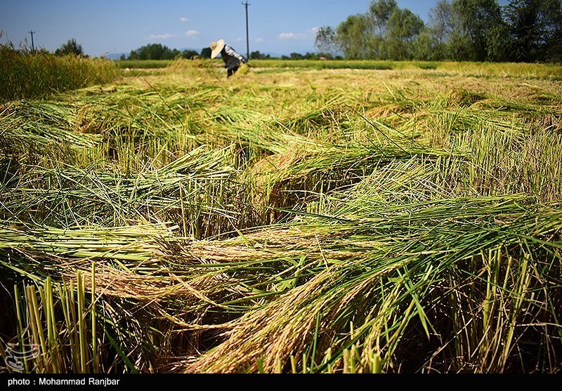 تمدید مهلت خرید توافقی برنج پرمحصول در مازندران/ ۸۳۰۰ تن برنج خریداری شد
