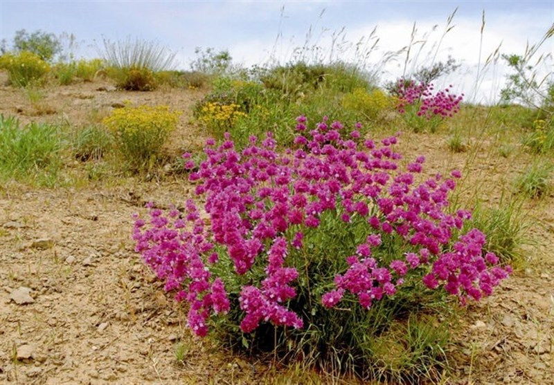 توسعه گیاهان دارویی در ۳ هزار هکتار از اراضی کهگیلویه و بویراحمد