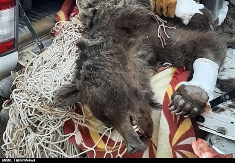 تکذیب یک ادعا درباره مرگ خرسهای قهوهای در شاهرود؛ "تیراندازی" در کار نبود! + تصاویر