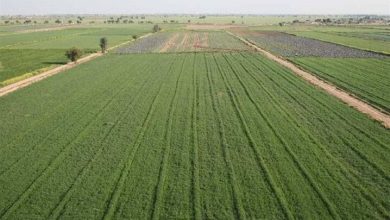 جایگاه مدیریت امور اراضی استانها باید تقویت شود