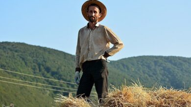 جایگزینی برنج ایرانی در فروشگاههای زنجیرهای