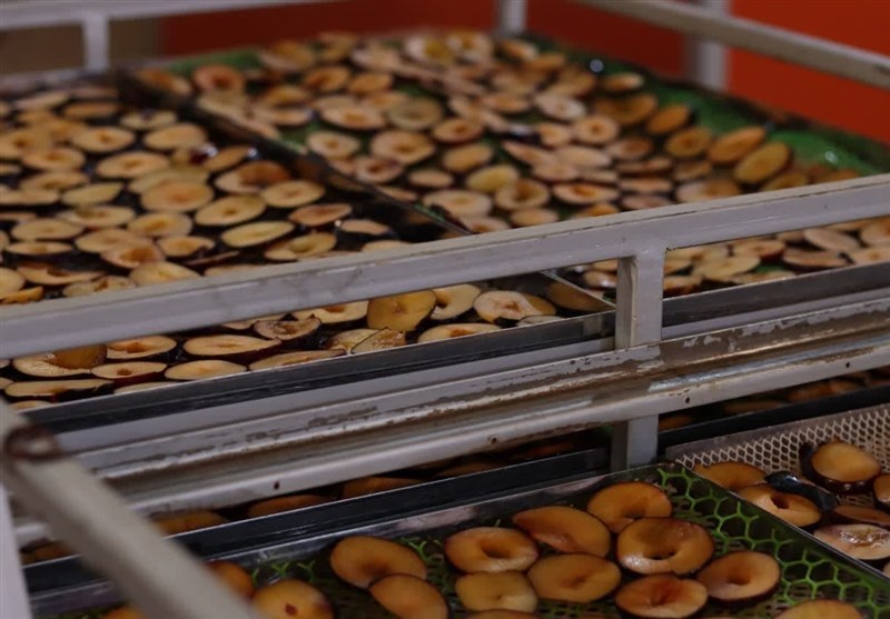 حل معضل بیکاری با توسعه صنایع تبدیلی/ اشتغالزایی برای ۱۵ نفر با خشک کردن میوه