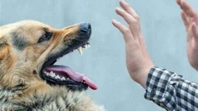 حمله سگهای ولگرد به اعضای یک خانواده در فردیس+تصاویر