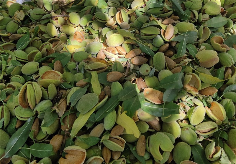 خامفروشی بادام چهارمحال و بختیاری ممنوع شد