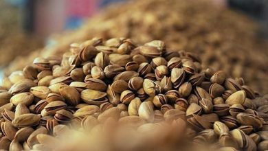 دلالان و بی ثباتی قیمت؛ غصههای بعد از برداشت پستهکاران