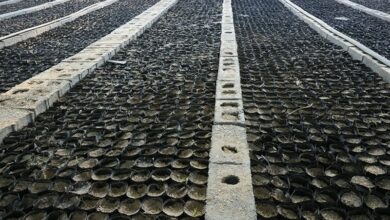 راهاندازی باغ موزه کاشت نهال برای مسافران در بوشهر