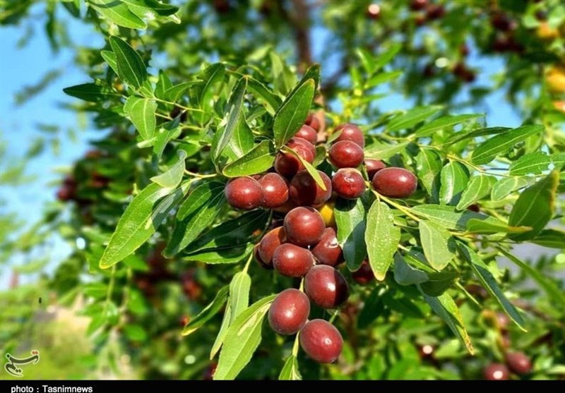 رتبه دوم لرستان در تولید «عناب»/ سالانه ۴۵ تن برداشت میشود