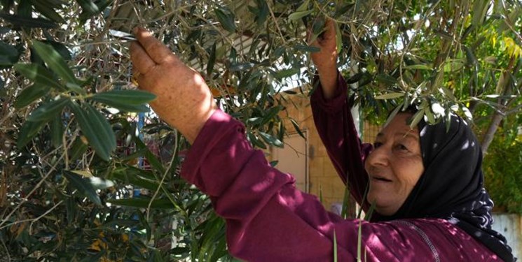 رژیم صهیونیستی دهها هزار اصله درخت زیتون لبنان را با فسفر سفید نابود کرد