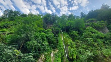سازمان منابع طبیعی مکلف به حفظ و احیای جنگلها شد