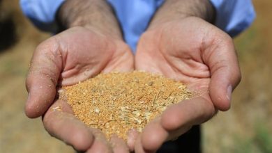 سود بازرگانی روغن و دانههای روغنی صفر میشود