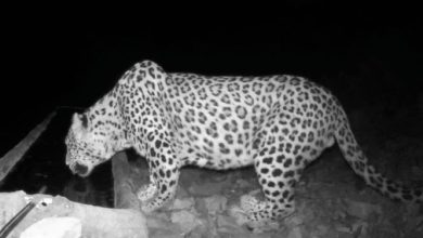 شبگردی پلنگ در کوهسفید دماوند+عکس