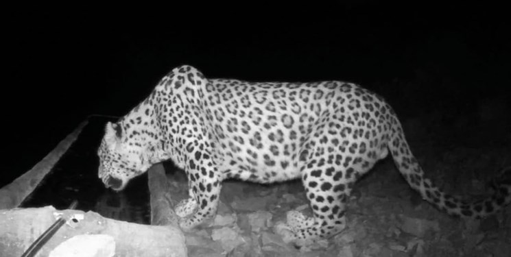 شبگردی پلنگ در کوهسفید دماوند+عکس