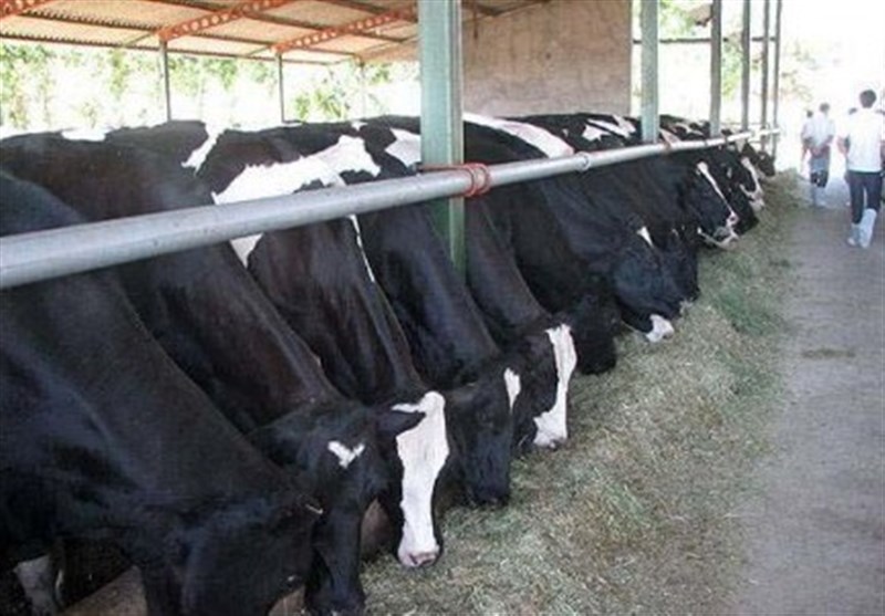 شیر تولیدی خراسان شمالی با کیفیتتر میشود