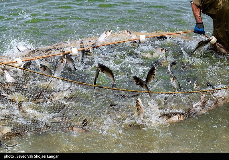 فعالیت ۱۴۰ مزرعه پرورش ماهی ۲ منظوره در لرستان