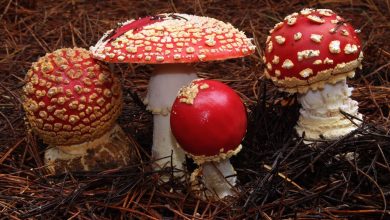 قارچ سمی ۱۸ نفر را در مشگینشهر راهی بیمارستان کرد/ چگونه قارچهای سمی را تشخیص دهیم؟