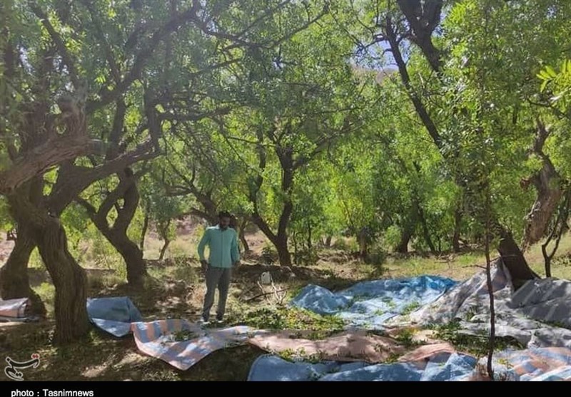 مراسم «عناب ته کنی» در تقویم رویدادهای گردشگری کشور به ثبت رسید