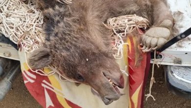 مرگ 2 خرس قهوهای با شلیک گلوله+ عکس