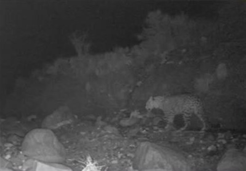 مشاهده خانواده ۴ قلاده پلنگ در شهرستان خواف