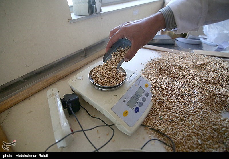 نامه یک تشکل دانشجویی درباره الزامات خودکفایی در تولید گندم