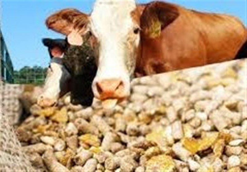 نگرانی مرغداران برای تأمین کنجاله ذرت و سویا برطرف میشود