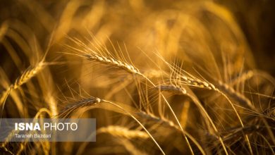 همه مطالبات گندمکاران پرداخت شد/ به وعده خود عمل کردیم