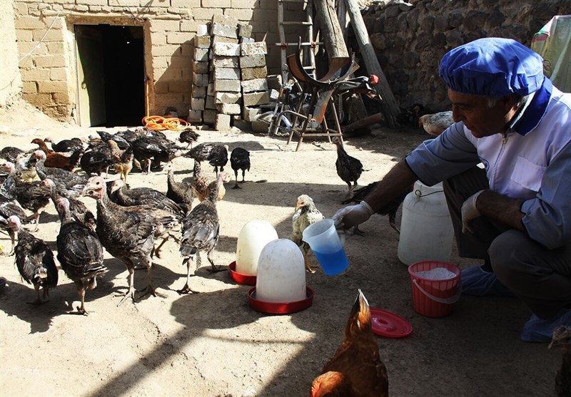 واکسیناسیون ۲ میلیون و ۵۹۲ هزار قطعه طیور در لرستان