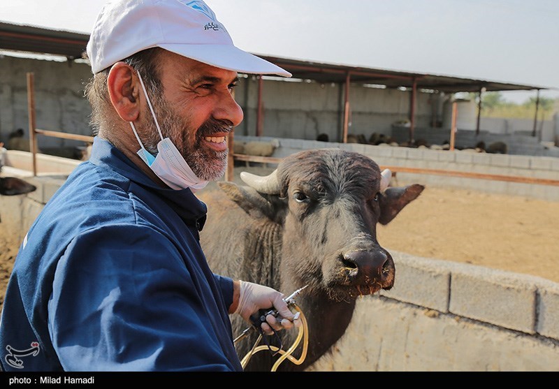 واکسیناسیون ۴ میلیون و ۶۰۰ هزار دام سبک و سنگین در اردبیل