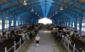 وجود یک میلیون و ۵۰۰ هزار راس دام سبک و سنگین در روستاها و دامداریهای صنعتی استان کردستان