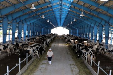 وجود یک میلیون و ۵۰۰ هزار راس دام سبک و سنگین در روستاها و دامداریهای صنعتی استان کردستان