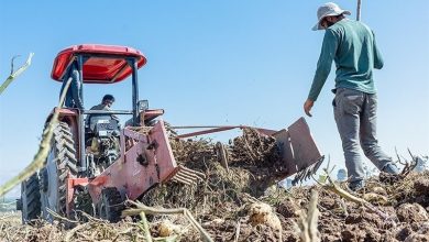 ورود دادستانی به کشت محصولات آببر در کوهدشت/ تشکیل پرونده برای ۲۴۰ کشاورز