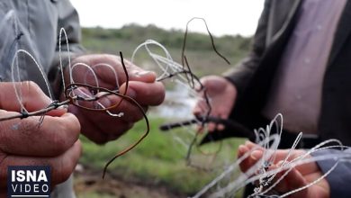 ویدیو/ حسرت زندهگیری بازهای شکاری بوجاق بر دل شکارچیان