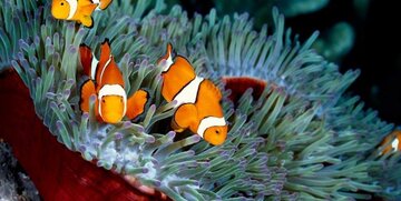 ٧٠ درصد ماهیان زینتی کرمانشاه به عراق صادر میشود