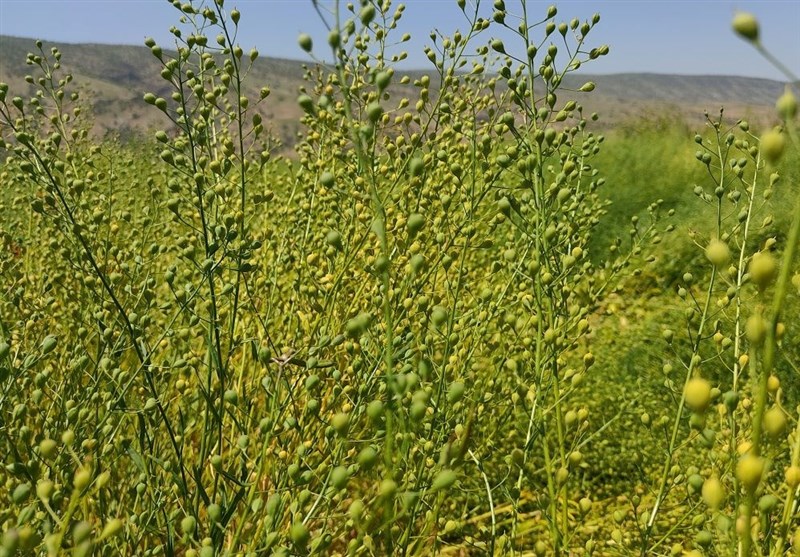 پرداخت مطالبات خرید دانه روغنی کاملینا در لرستان تا پایان مهر