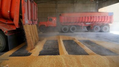 پرداخت ۱۶۵۰۰ میلیارد تومان طلب گندمکاران طی هفته گذشته