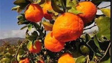 پیشبینی برداشت ۲ میلیون و ۸۰۰ هزار تن مرکبات در مازندران