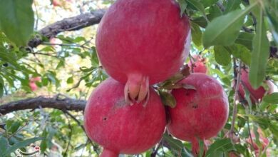 پیشبینی برداشت ۵۰ هزار تن انار از باغهای قم